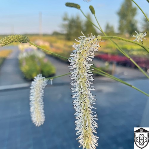Sanguisorba tenuifolia var. alba - Ahtalehine punanupp 'Alba'